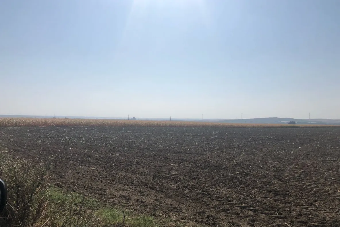 Fermier păgubit la Ceamurlia de Jos: I s-au discuit 7 hectare de porumb înainte de recoltare!