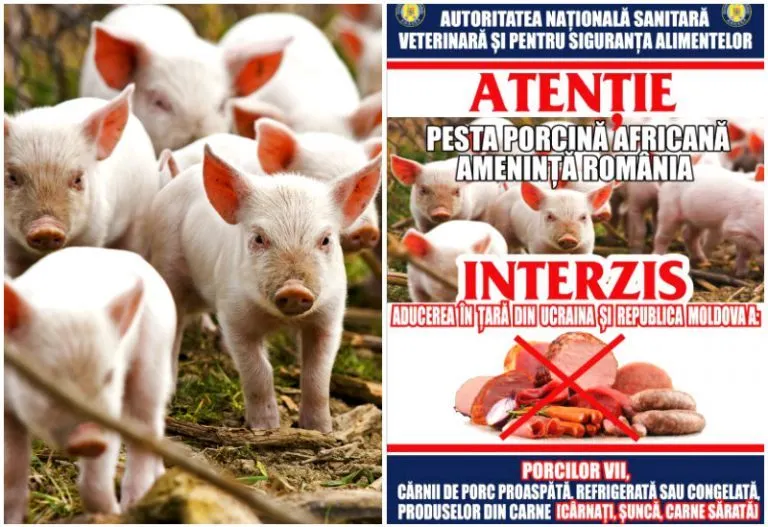 Tulcea: Despăgubiri de peste 34 de milioane de lei pentru pestă porcină africană!