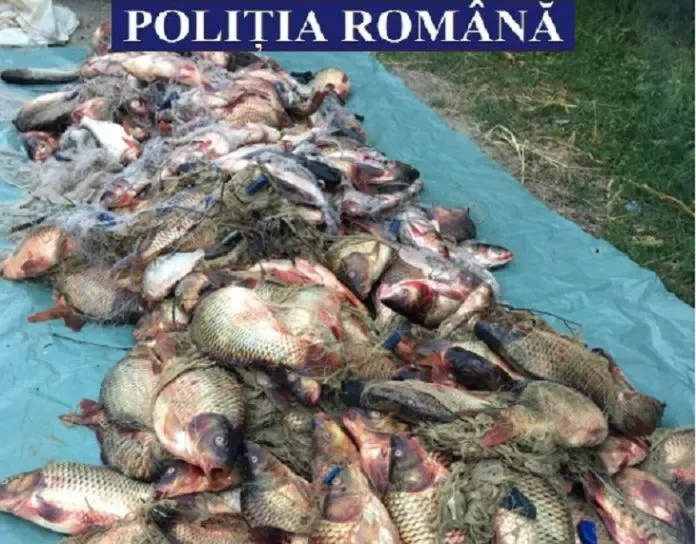 Poliția deltei și jandarmeria - Captură de aproape o tonă de pește, o mașină, o barcă și plase interzise