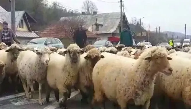 Mioarele de la Grindu nu au scăpat: după Centenar din nou la Dunăre!