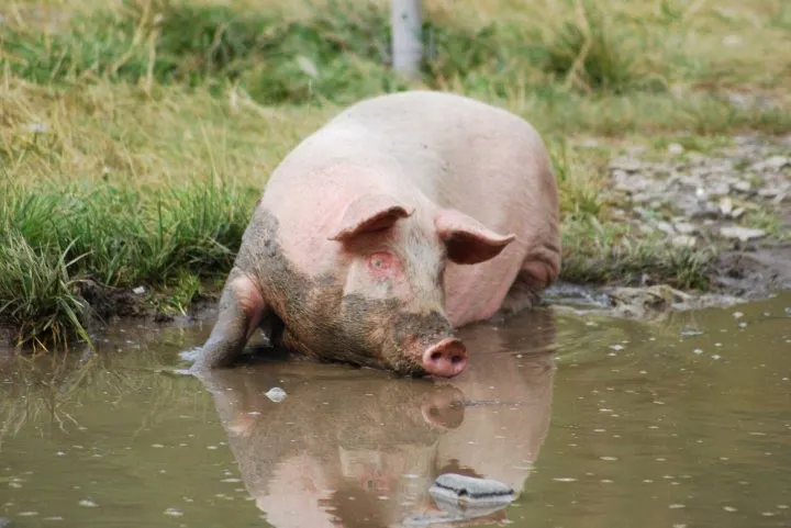 Deputatul Lucian Simion cere despăgubiri pentru porcii morți de pestă africană în Delta Dunării