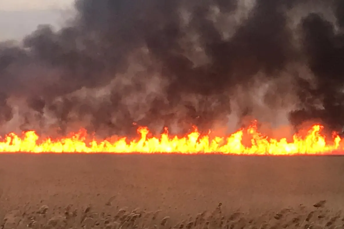 La Baia ard 100 de hectare de vegetaţie uscată şi stuf!