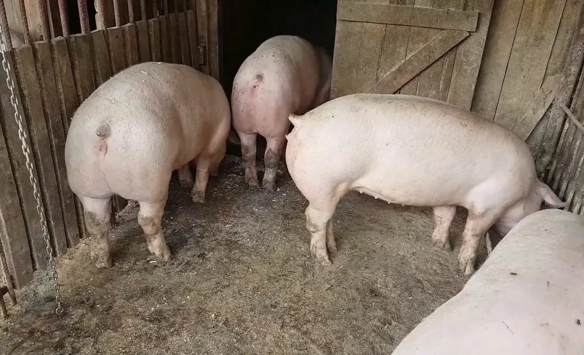 Ordin de ministru pentru numărul maxim de porci ce mai pot fi crescuți în gospodărie