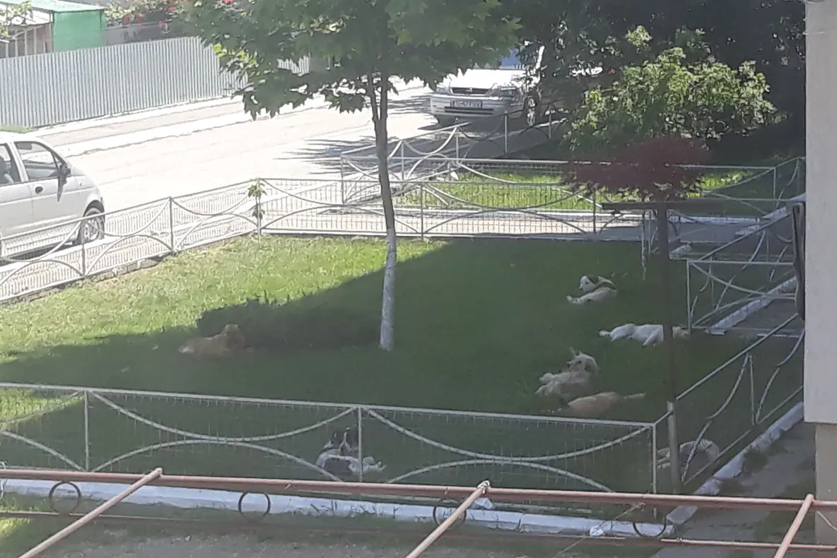 Câinii din Măcin terorizează localnicii. Autoritățile promit că vor lua măsuri!