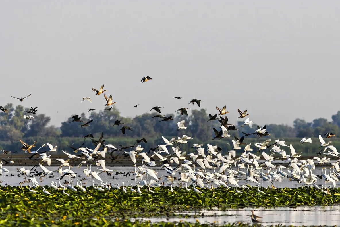 1 SEPTEMBRIE 2019 – ZIUA REZERVAȚIEI BIOSFEREI DELTA DUNĂRII