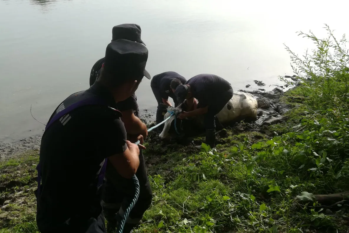 Bovine scoase din nămol de pompieri