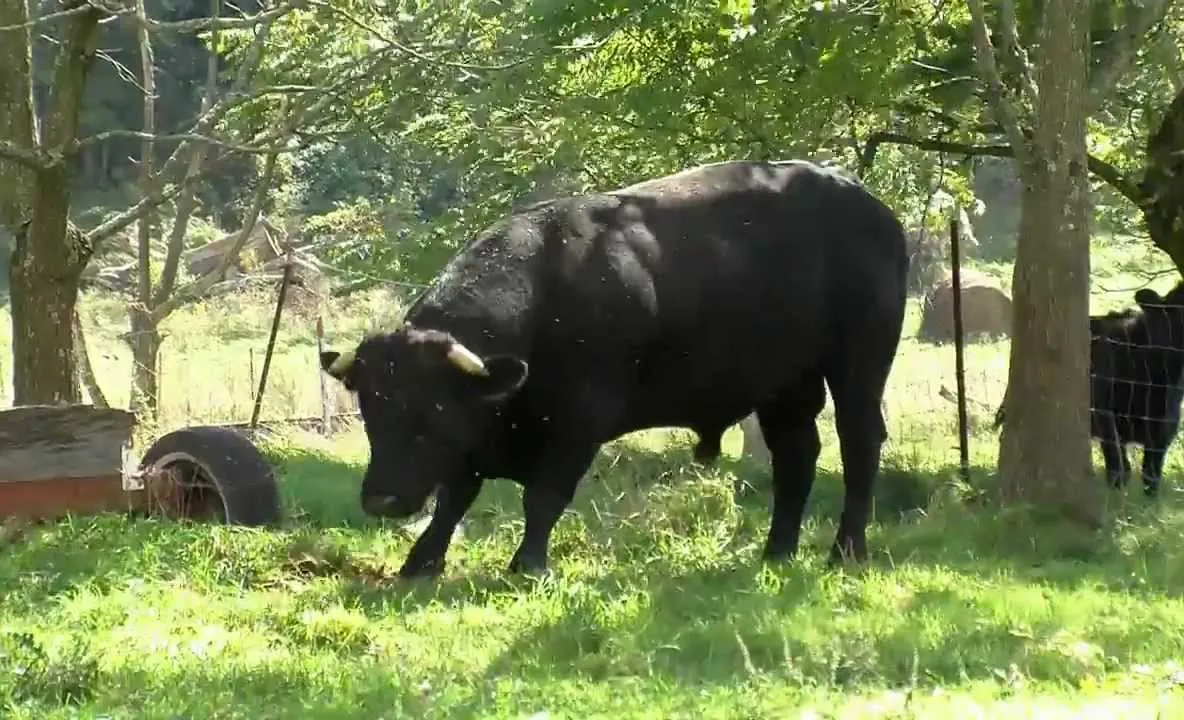 Un taur agresiv a băgat doi oameni în spital. Ambii sunt în stare foarte gravă