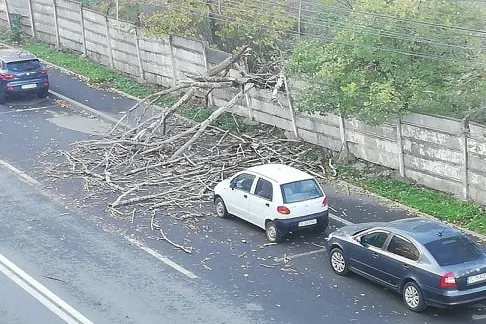 Copac prăbuşit pe 1848