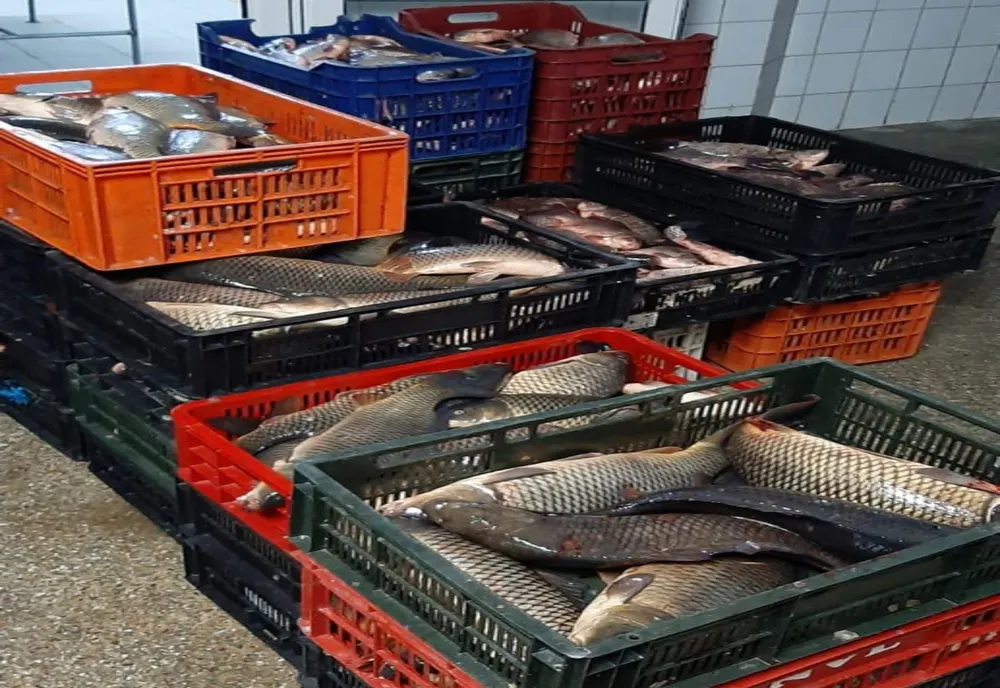 Mai mult de jumătate de tonă de peşte confiscată la Sulina!