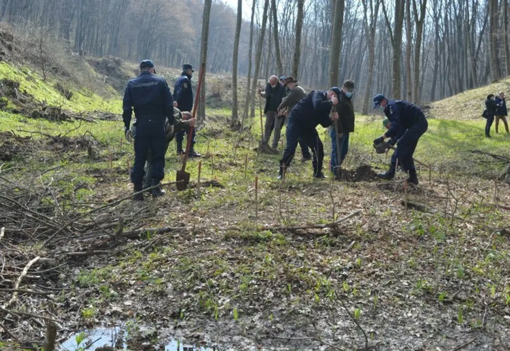 FOTO|  171 de stejari plantați de jandarmii tulceni