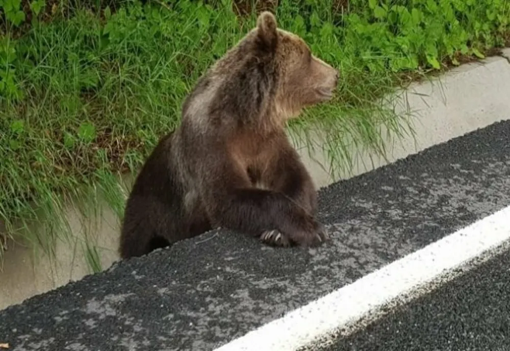 Doi copii, de 8 și 11 ani, atacați de un urs în județul Sibiu