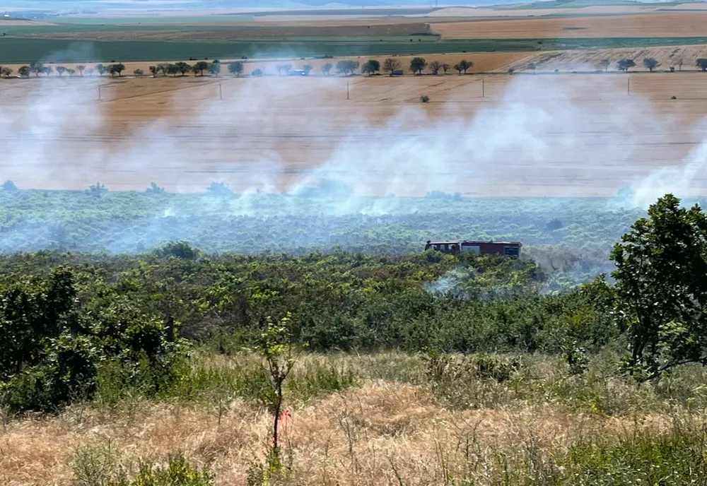VIDEO Plantație de viță de vie în flăcări la Cataloi