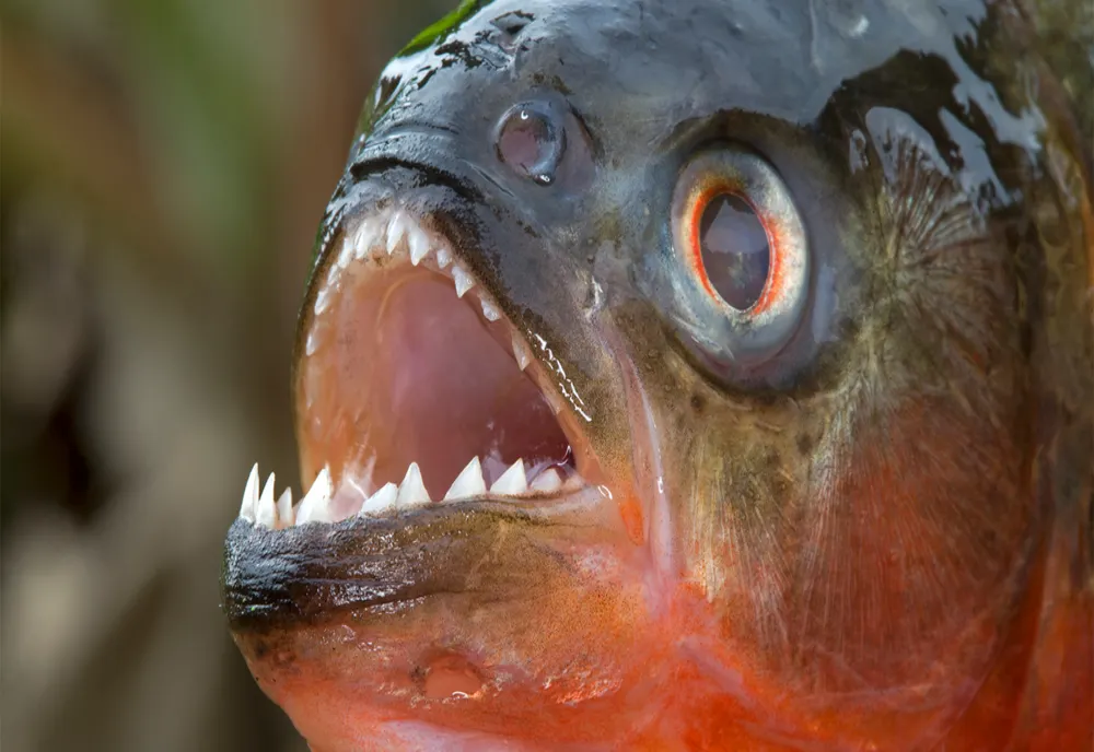 Pește piranha, devoratorul de oameni, găsit la Oradea, în apele Crișului Repede