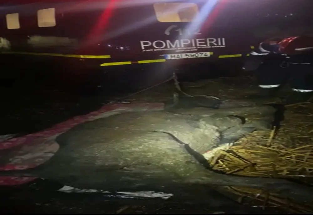 FOTO Bovină salvată dintr-o mlaștină. Intervenție dificilă pentru pompierii tulceni