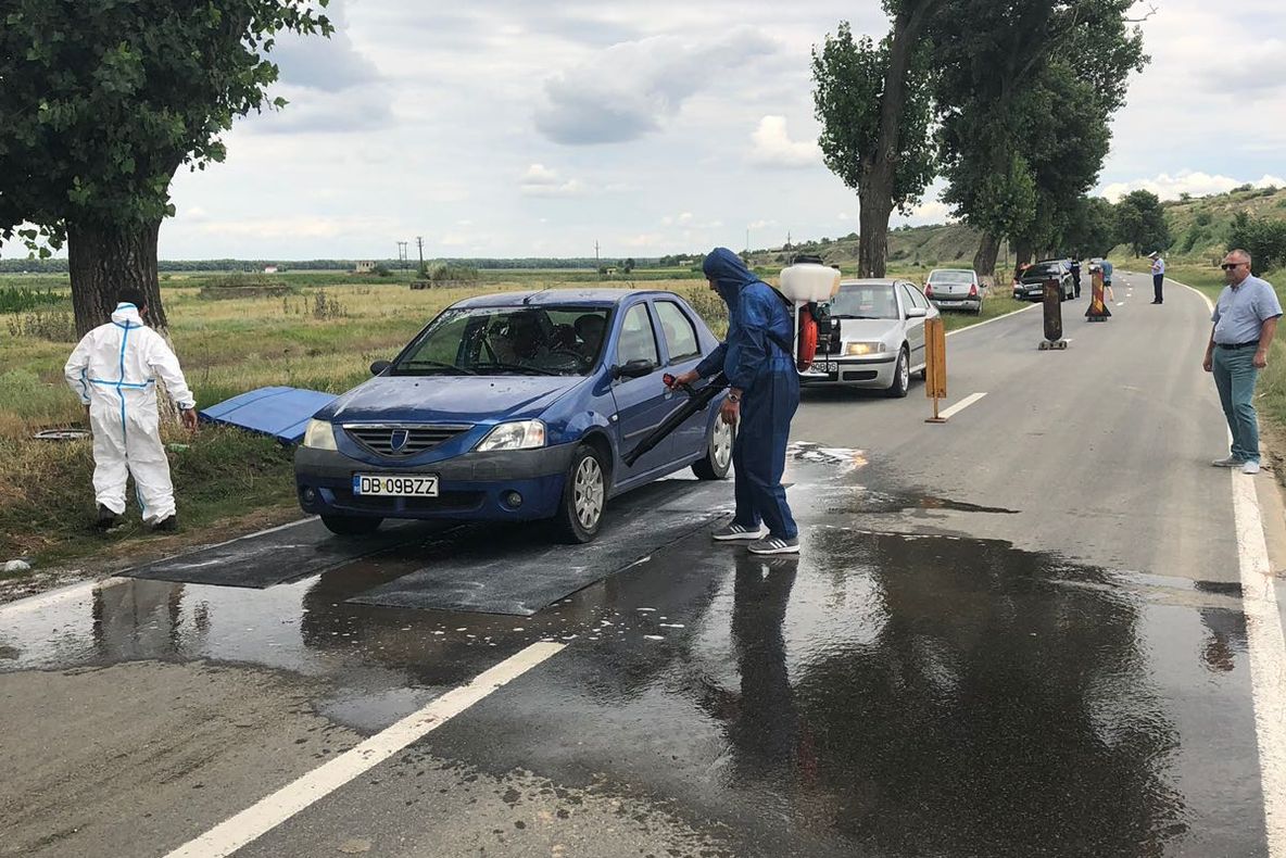 Județul Tulcea, oficial izolat din cauza pestei porcine africane!