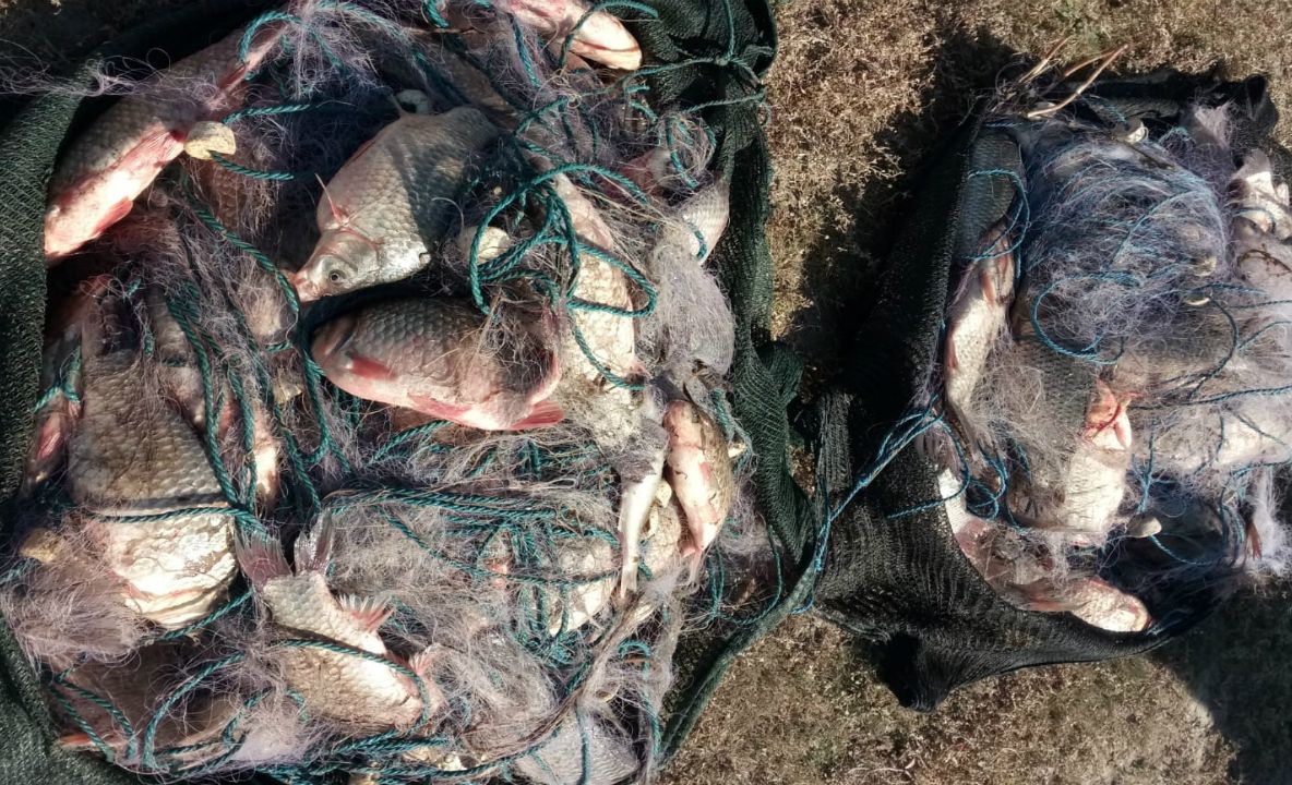 Peste 50 kg peşte fără documente legale şi plase monofilament,  confiscate de poliţiştii de frontieră tulceni