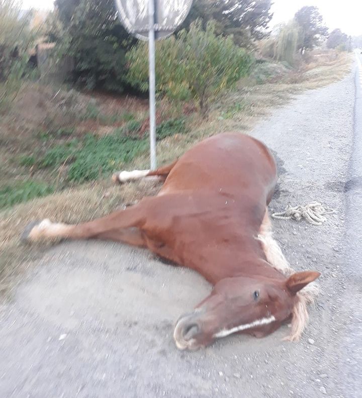 Doi cai au fost omorâţi la Somova, loviţi de o maşină condusă de o femeie de 56 de ani