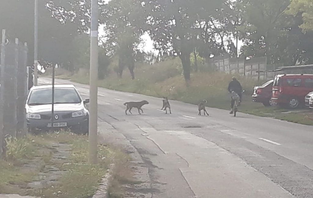 Câinii agresivi terorizează populaţia din Babadag