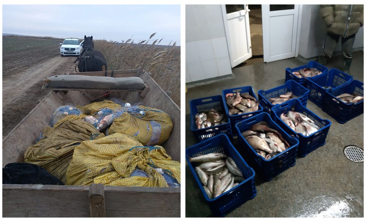 Aproximativ 170 kg peşte fără documente legale şi 1 km. de plase monofilament,  confiscate de poliţiştii de frontieră tulceni