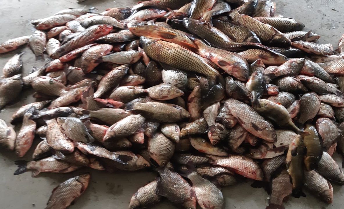 Cel mai scump pește se găsește la Tulcea, orașul de la porțile deltei!