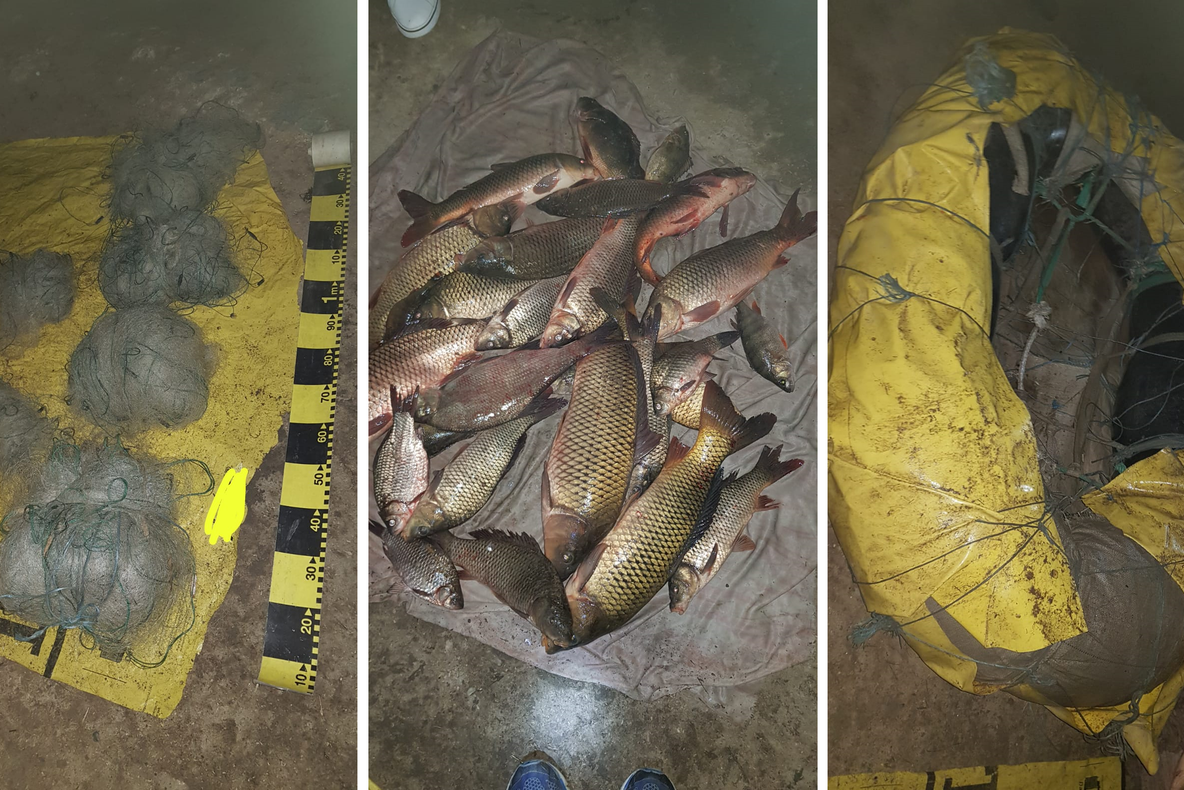 Braconaj pe lacul Horia, cu plase monofilament