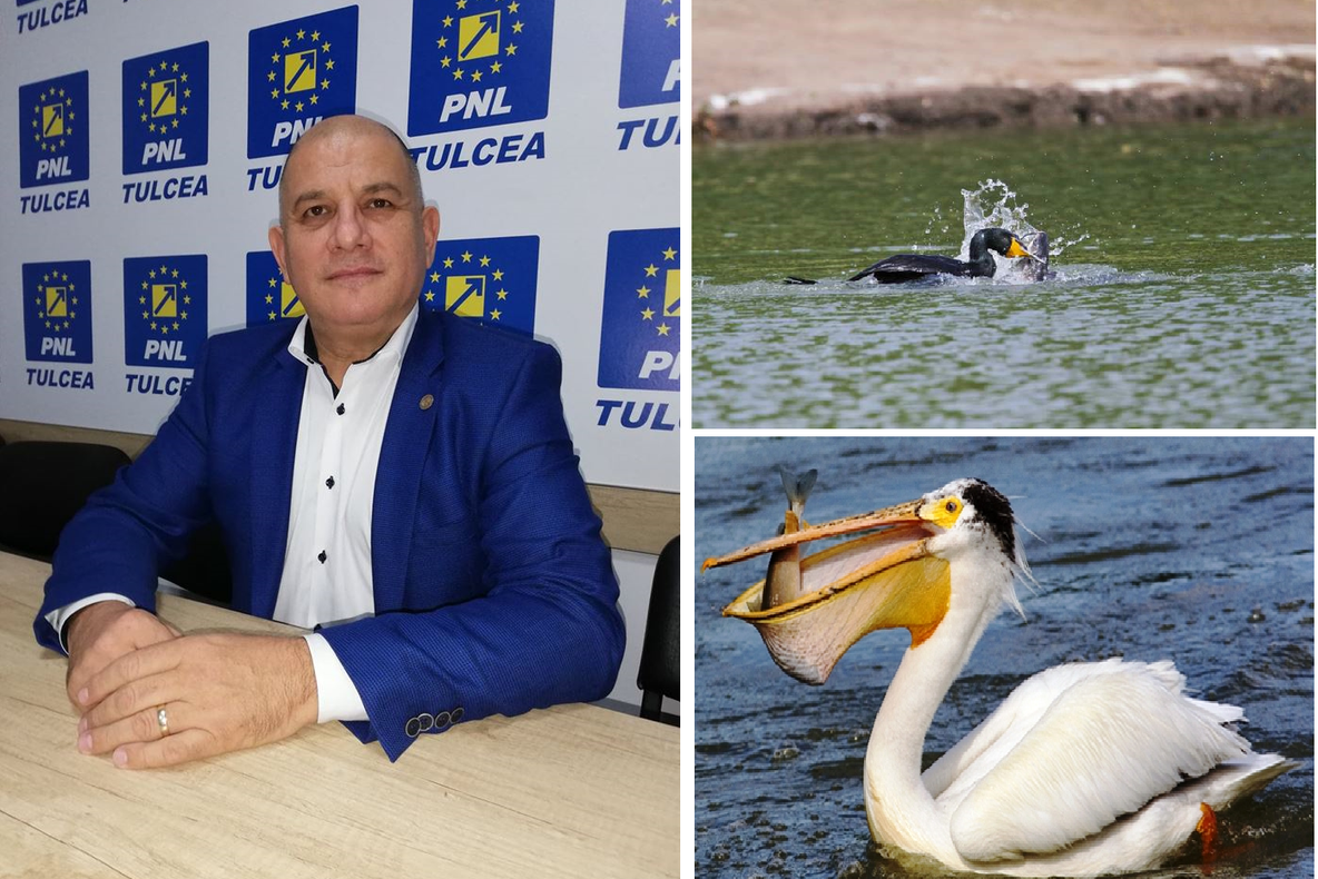 Deputatul Şişcu se ia de cormoranii ministrului Daea