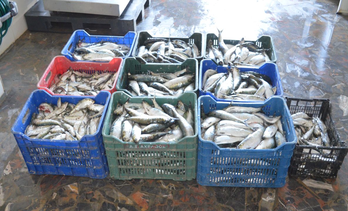 365 kilograme de scrumbie confiscate de poliţiştii de frontieră tulceni