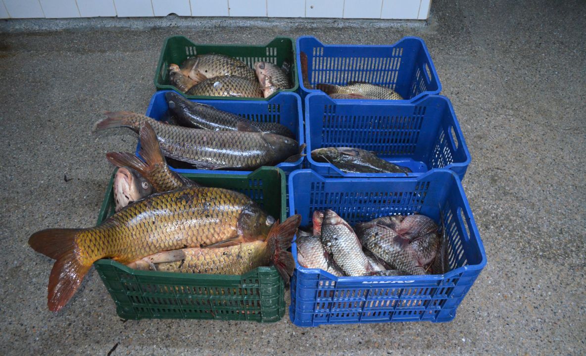 Peste 100 kg peşte fără documente legale,confiscate de poliţiştii de frontieră tulceni