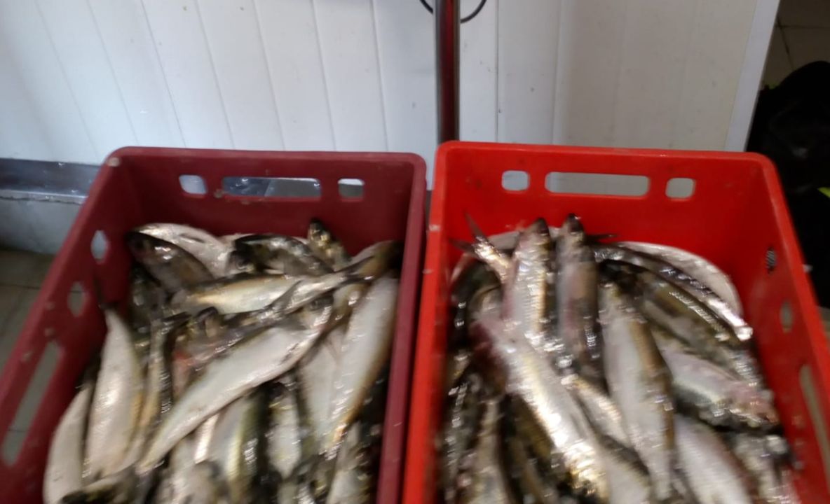 Peşte fără documente de provenienţă, confiscat pe Dunăre