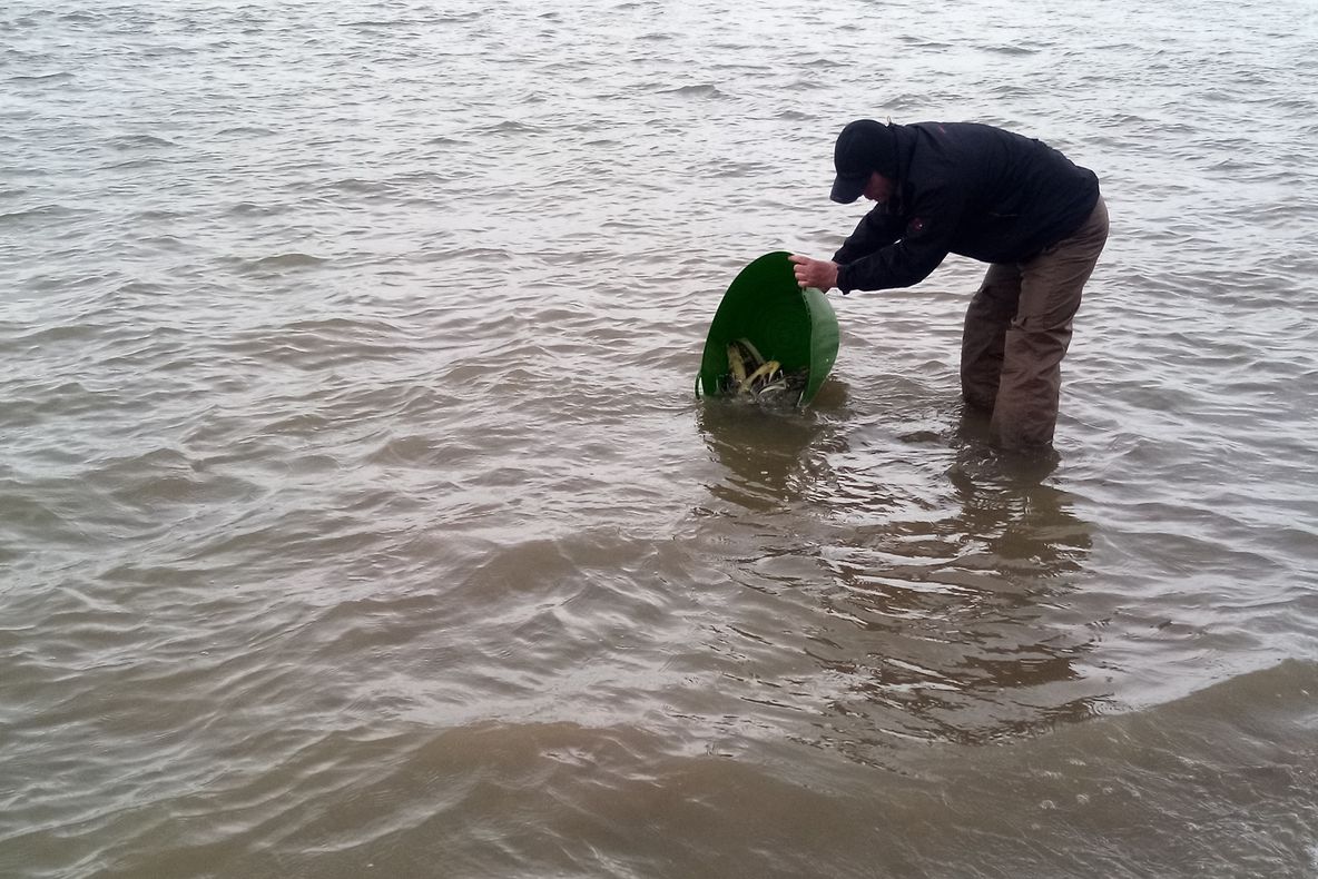 1900 de exemplare de nisetru de un an eliberate în Dunăre