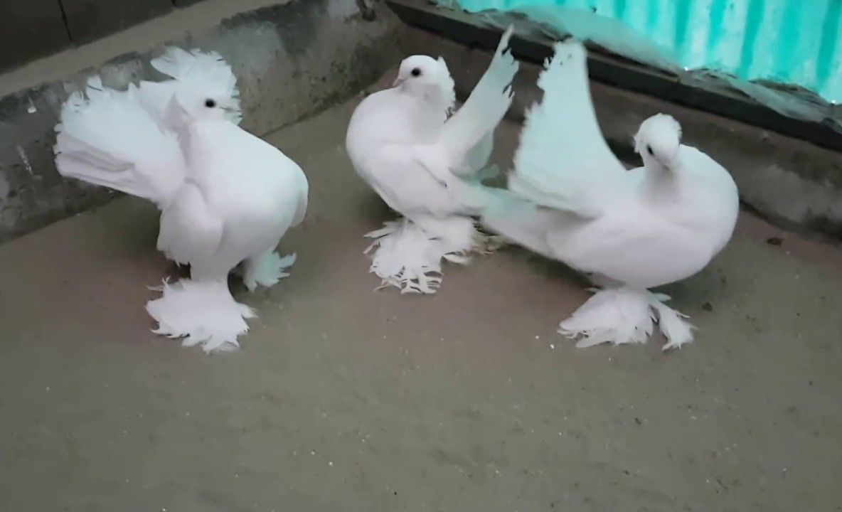 Război de stradă între poliție-jandarmerie și țigani, în cartierul tulcean Vest