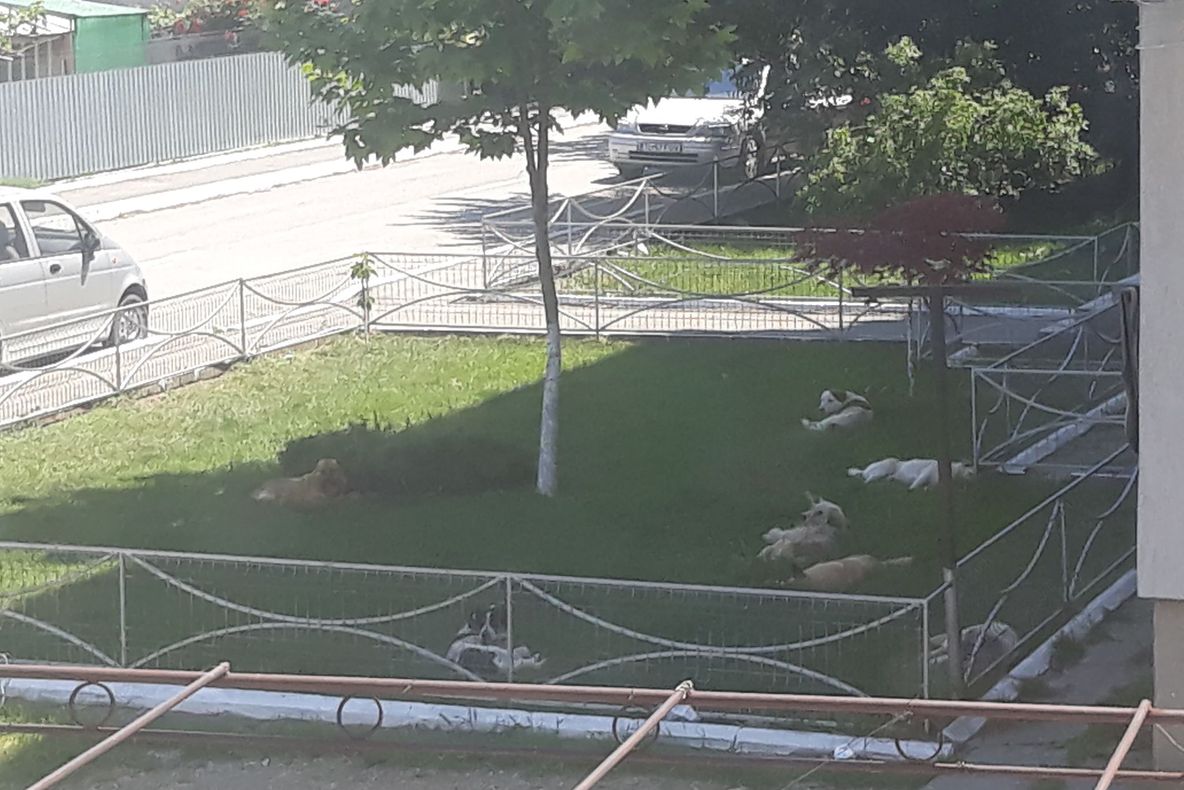 Câinii din Măcin terorizează localnicii. Autoritățile promit că vor lua măsuri!