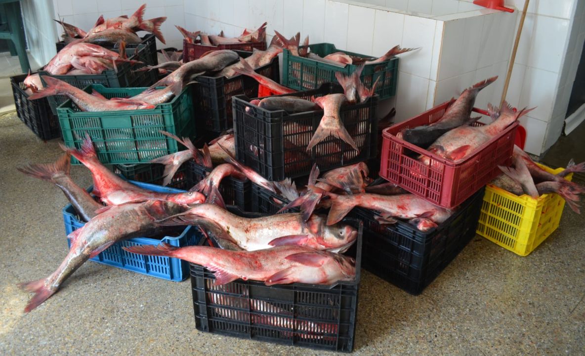 Aproape o tonă de peşte şi plase de pescuit confiscate de poliţiştii de frontieră tulceni