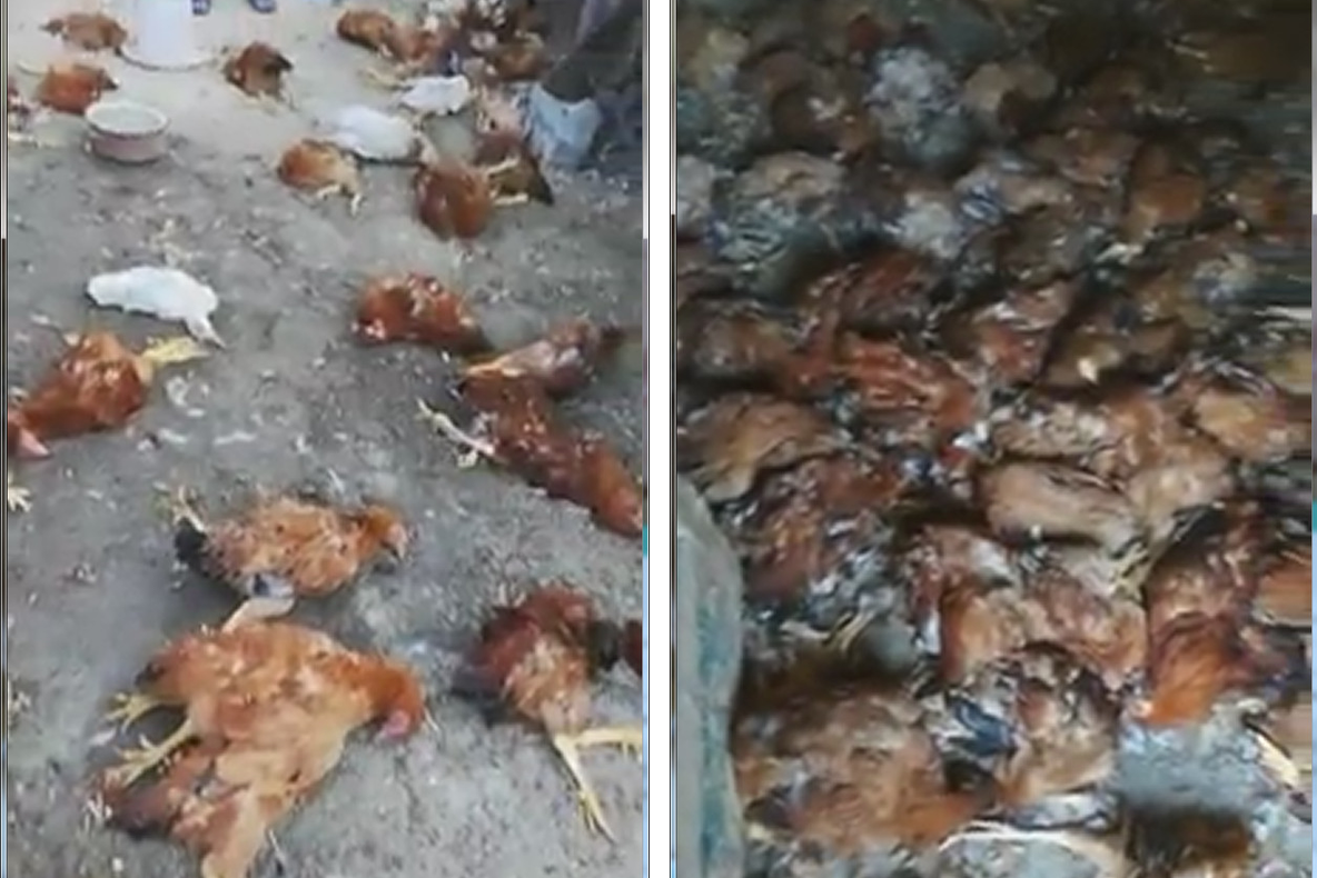 Peste o sută de găini, raţe şi iepuri au fost ucise de sălbăticiuni într-o gospodărie din Somova