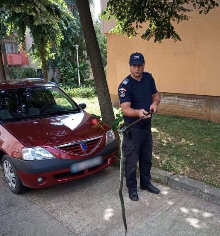 Șarpe lung de aproape 3 metri omorât într-o gospodărie din Peceneaga - Tulcea