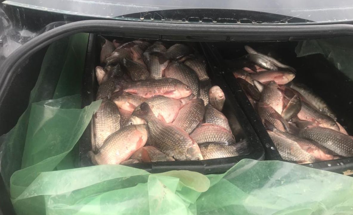 Transport de peşte fără documente interceptat de poliţiştii de frontieră