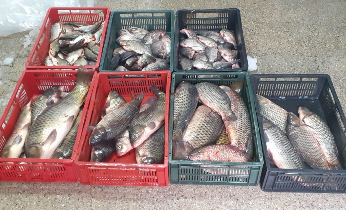 69 e cu ghinion la Nufăru! Peşte "luat pe sus" de polițiștii de frontieră