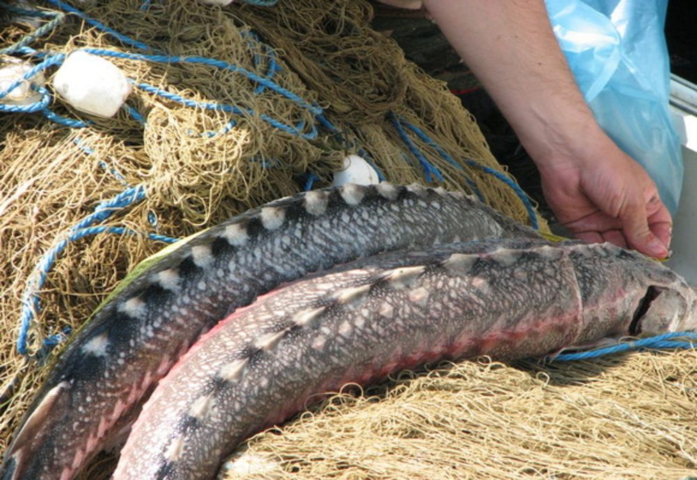 Braconier de sturioni prins de polițiștii de frontieră