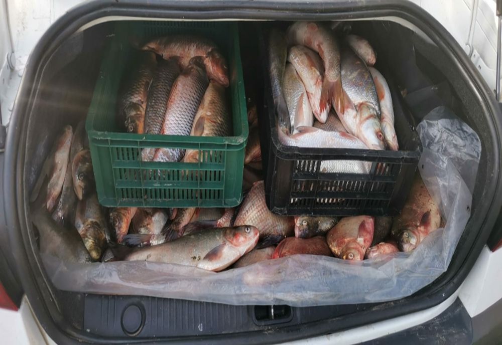 Prins cu 40 de kilograme de pește în mașină