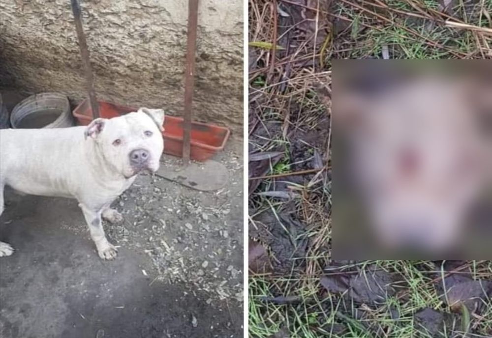 Anchetă a poliţiştilor după ce un tulcean susţine că i-au fost furaţi câinii şi mâncaţi