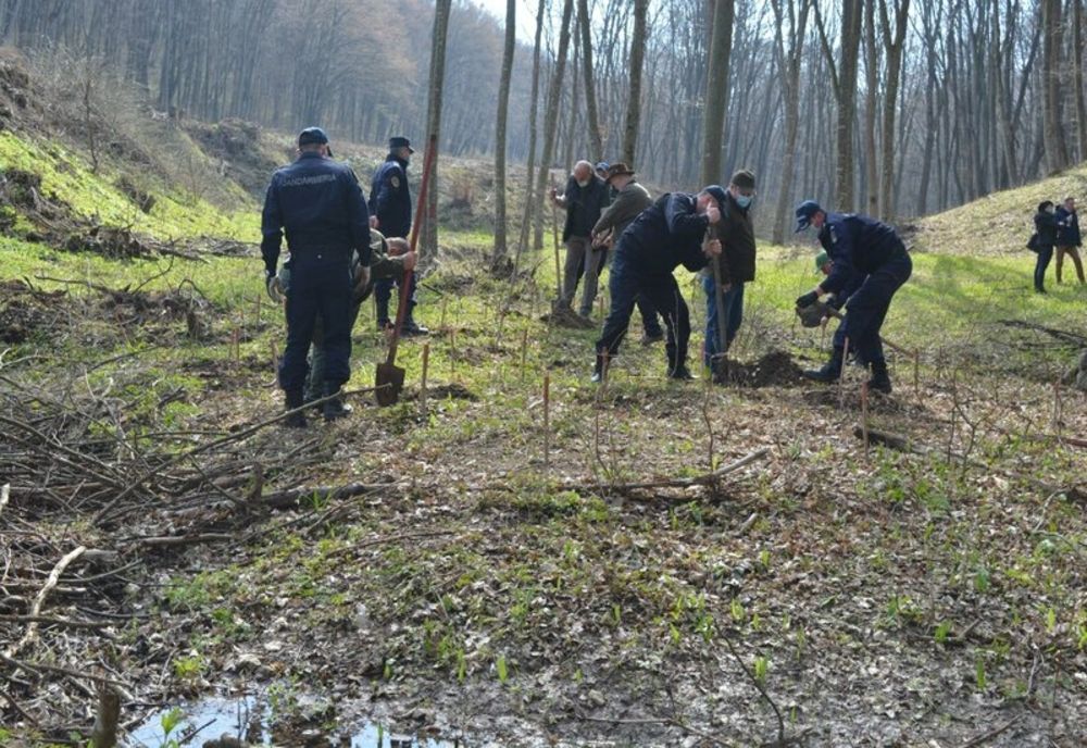 FOTO|  171 de stejari plantați de jandarmii tulceni