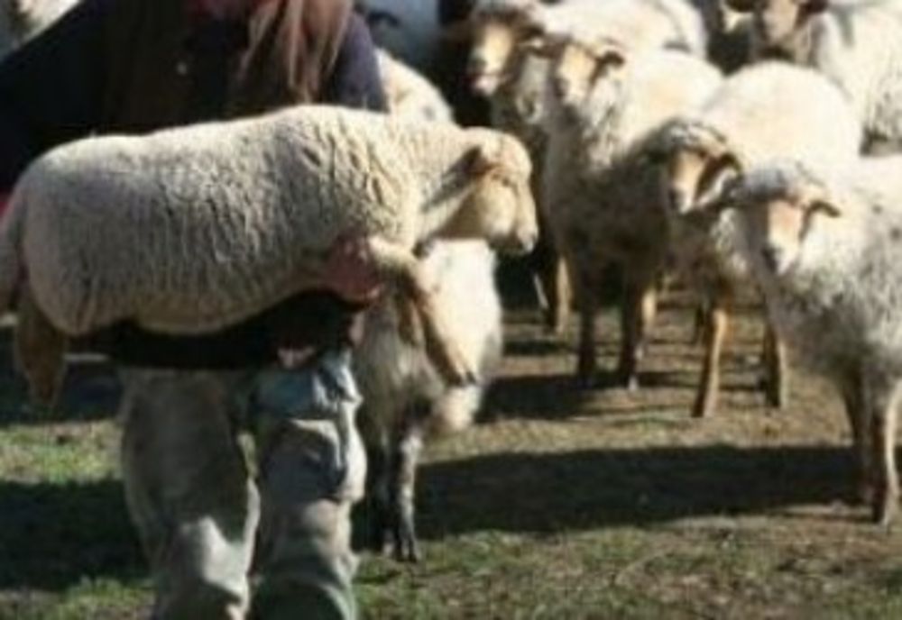 Hoții de miei de la Baia au fost prinși