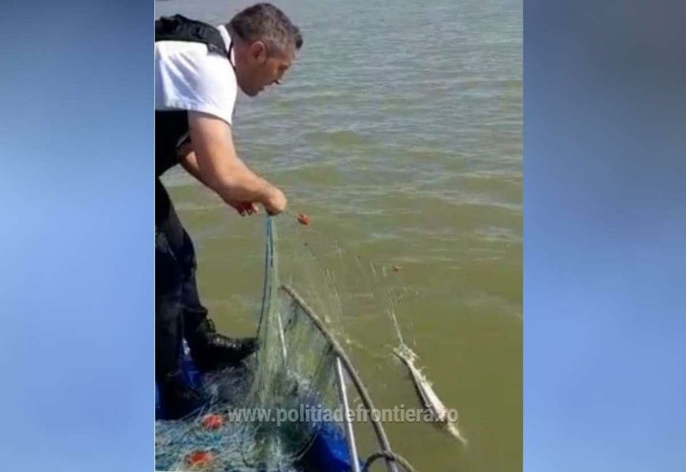 Sturioni prinși în plase multifilament, eliberați de poliţiştii de frontieră tulceni