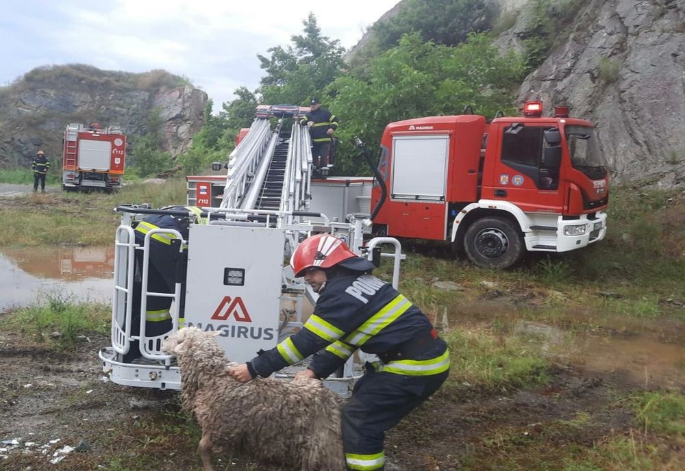 VIDEO FOTO| Oiță salvată cu autoscara de pompieri!