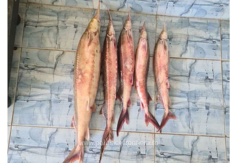 VIDEO Sturioni braconați, aruncați din mașină la vederea polițiștilor de frontieră