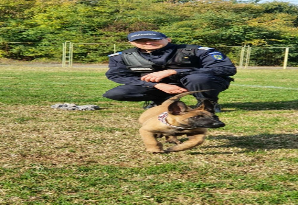 Igor, noul partener canin al jandarmilor 