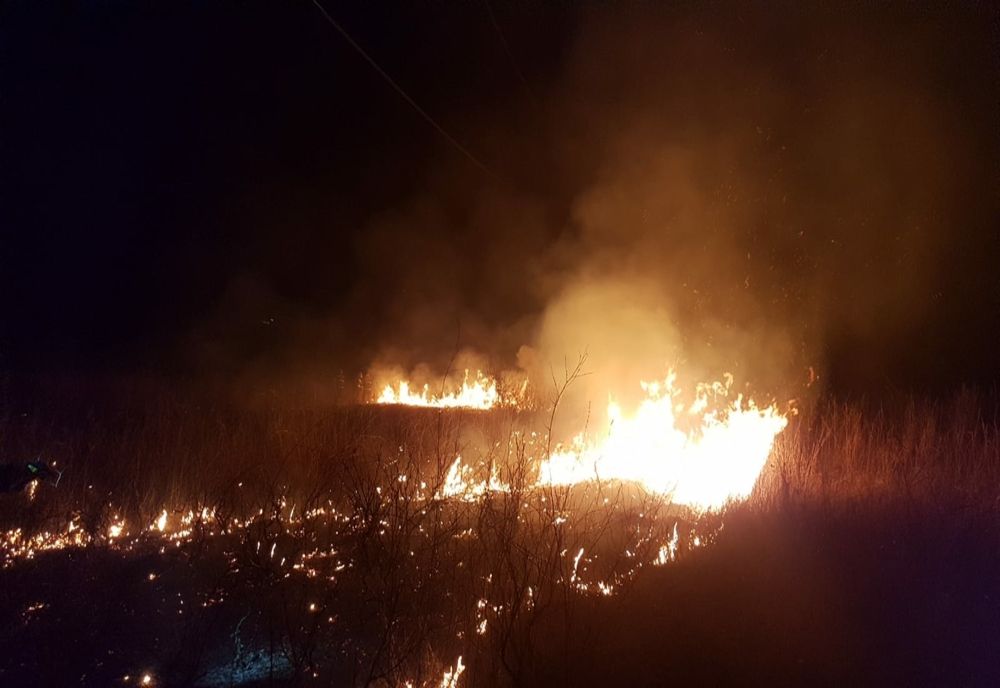 FOTO 4 hectare de viță de vie făcute scrum