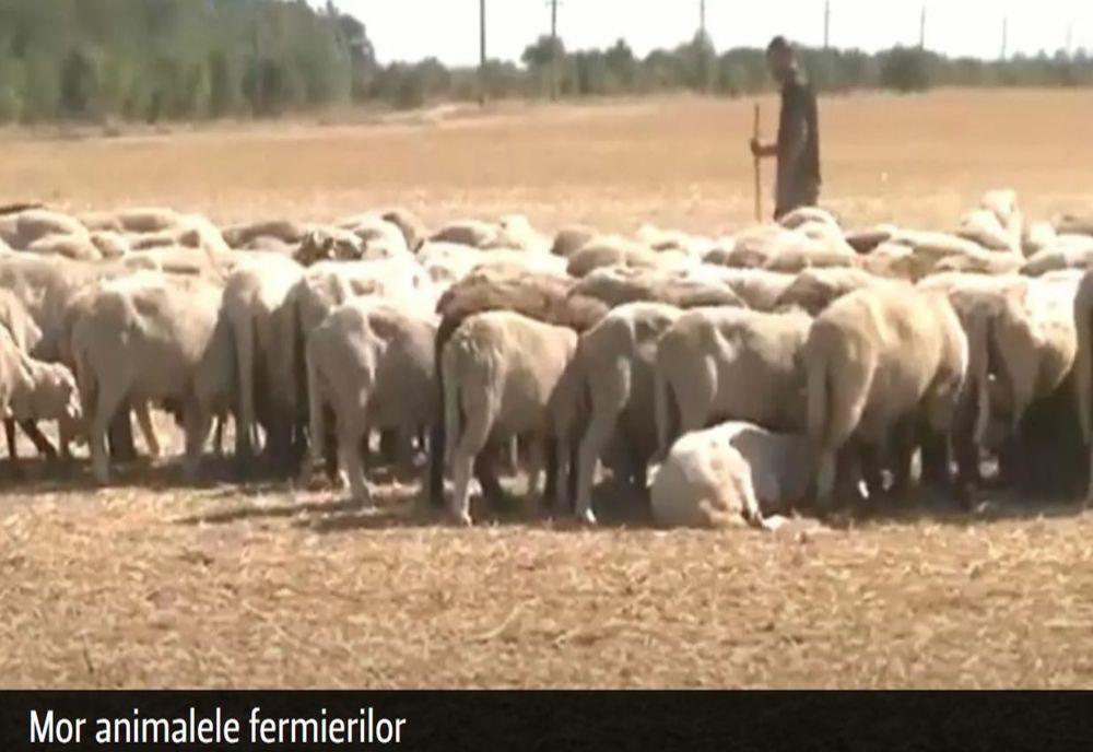 VIDEO - Seceta omoară pe capete animalele fermierilor români