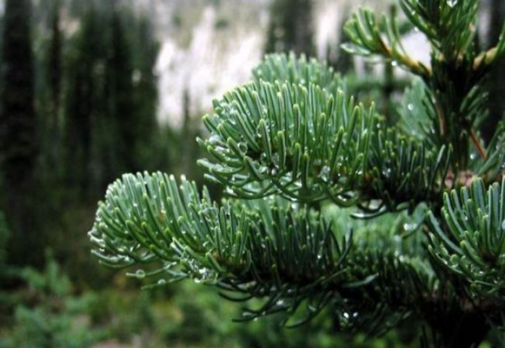 Cum alegi bradul de Crăciun ca să reziste cât mai mult