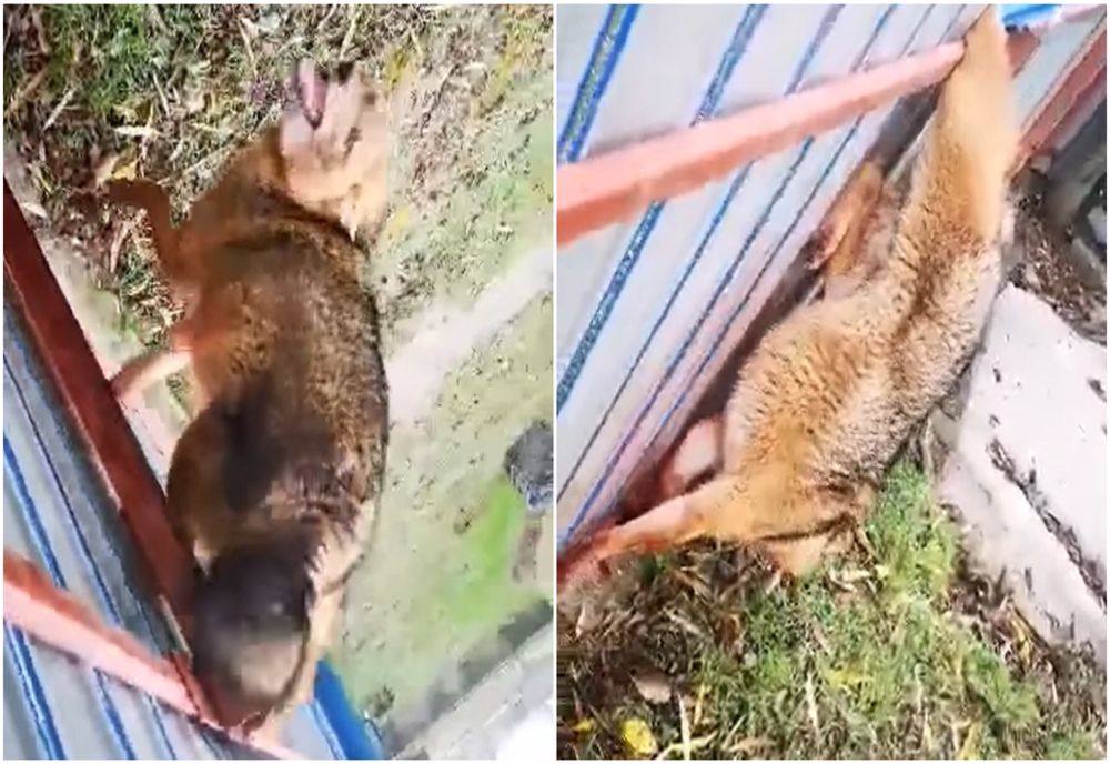 VIDEO Șacalii atacă gospodăriile din Delta Dunării